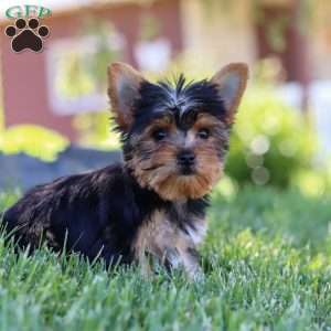 Drake, Yorkie Puppy